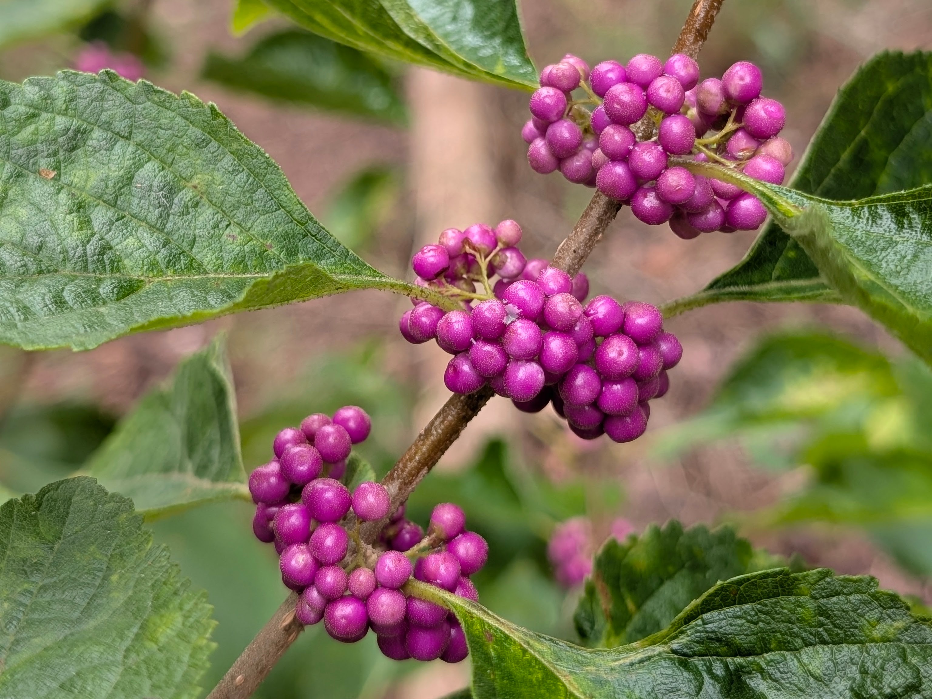 Native plants, such as American Beautyberry
