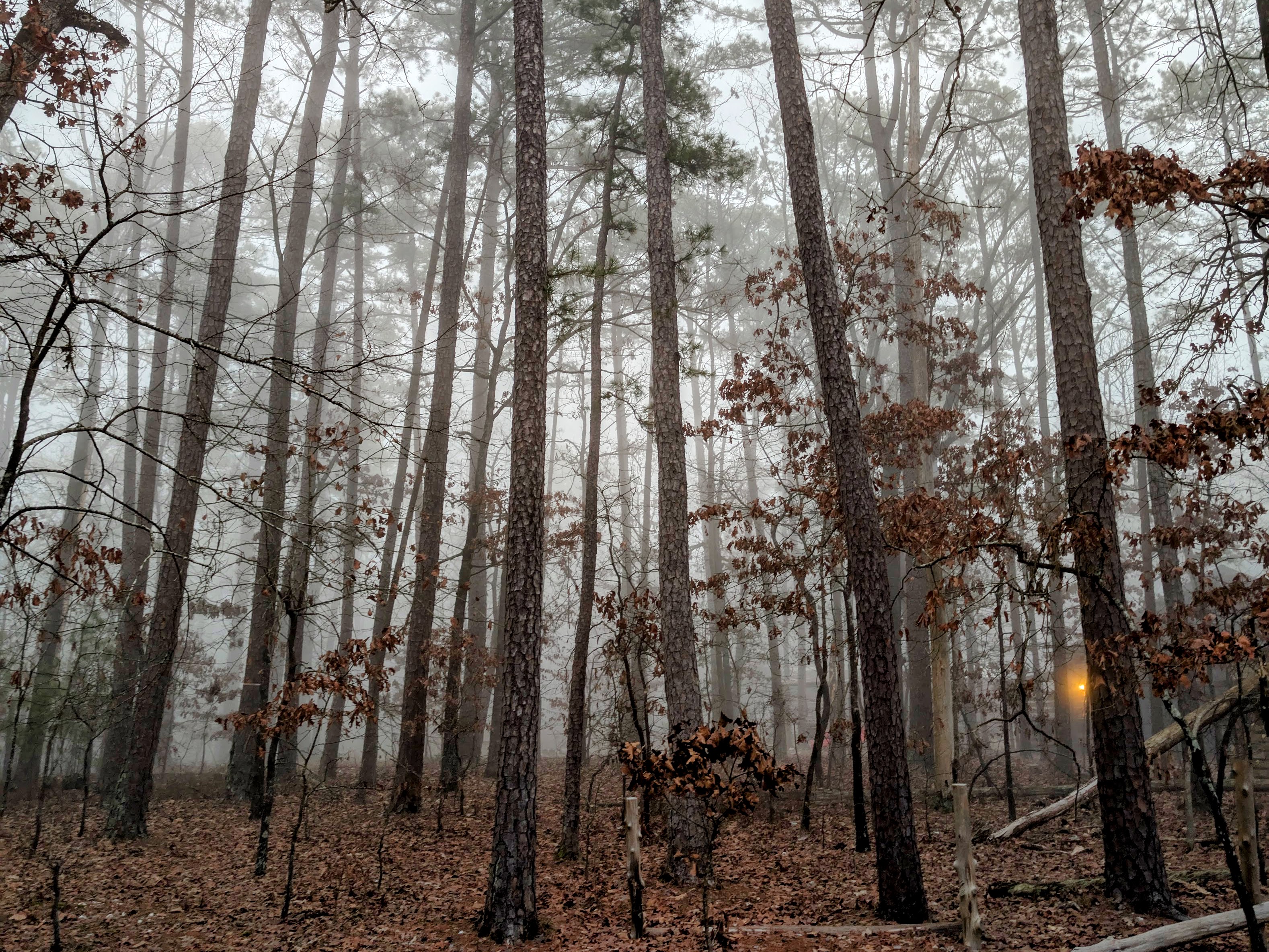 Sitting on the edge of the Ouachita National Forest, you'll find stillness and natural peace here any time of year