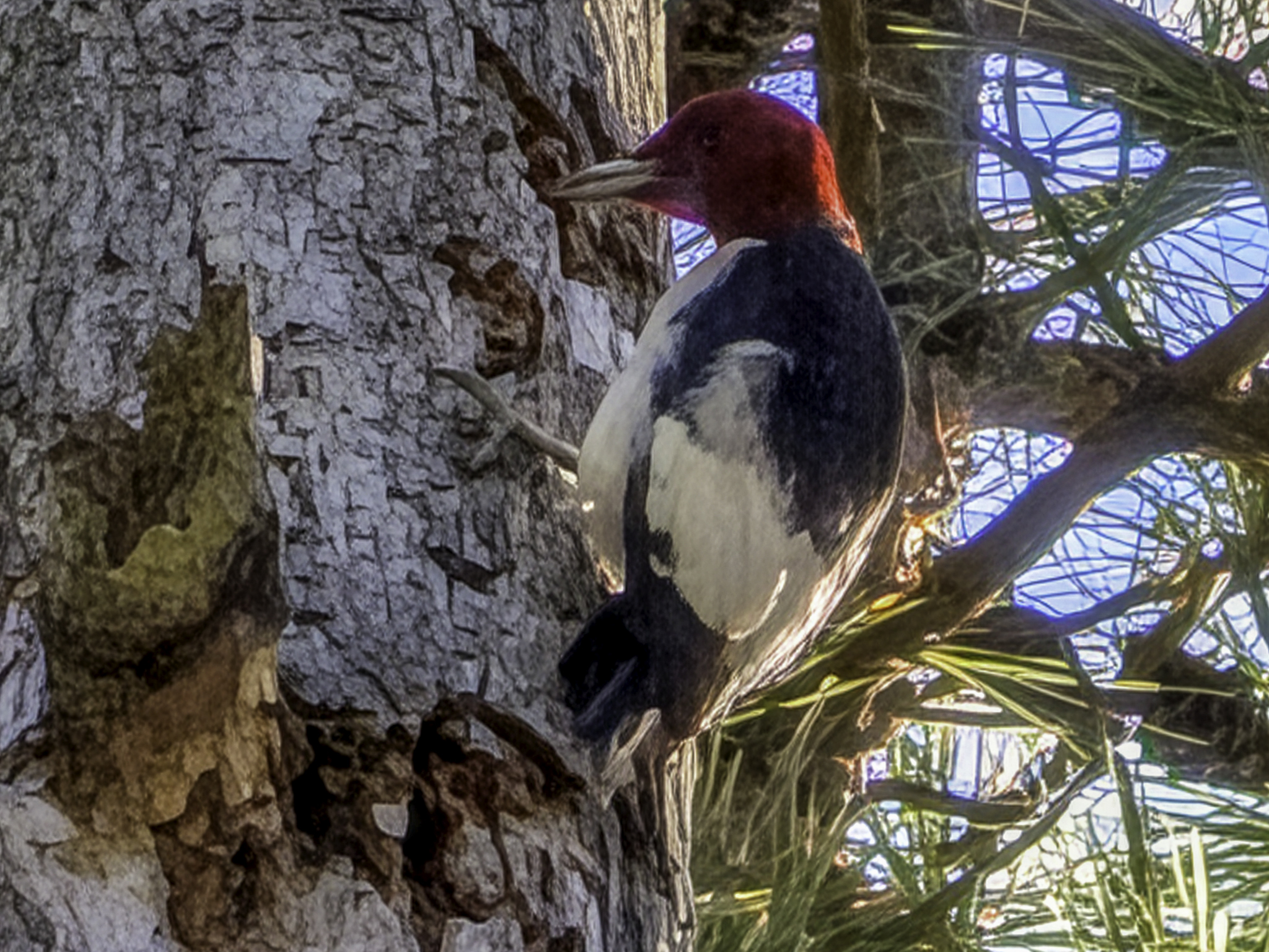 Red-headed woodpecker